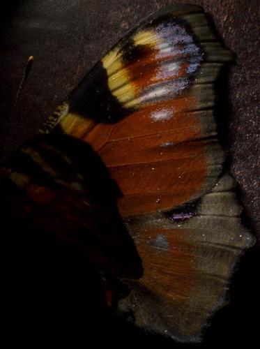 Aglais io